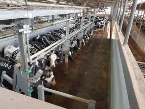 安乐福2019以色列奶牛高产探索之旅正式启动 科技引领，共筑高效养殖新篇章