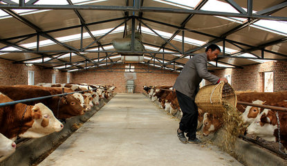 【走进“三农”】张家川五大产业齐并进（三）畜牧设备技术开发 赋能传统养殖，驱动产业升级