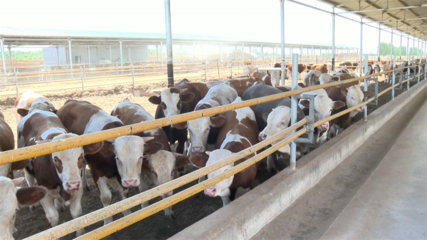 高台 肉牛产业势头强劲，畜牧设备技术开发助力乡村振兴