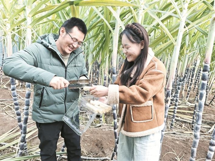 设施农业“棚”勃发展 现代化牧场工程设计解析