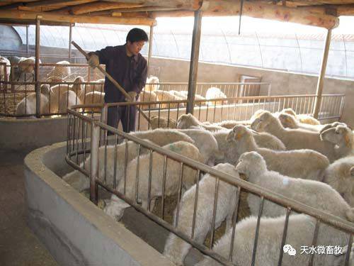 肉羊养殖实用技术第四章 肉羊的饲养管理技术 精准扶贫畜牧养殖技术培训系列教材