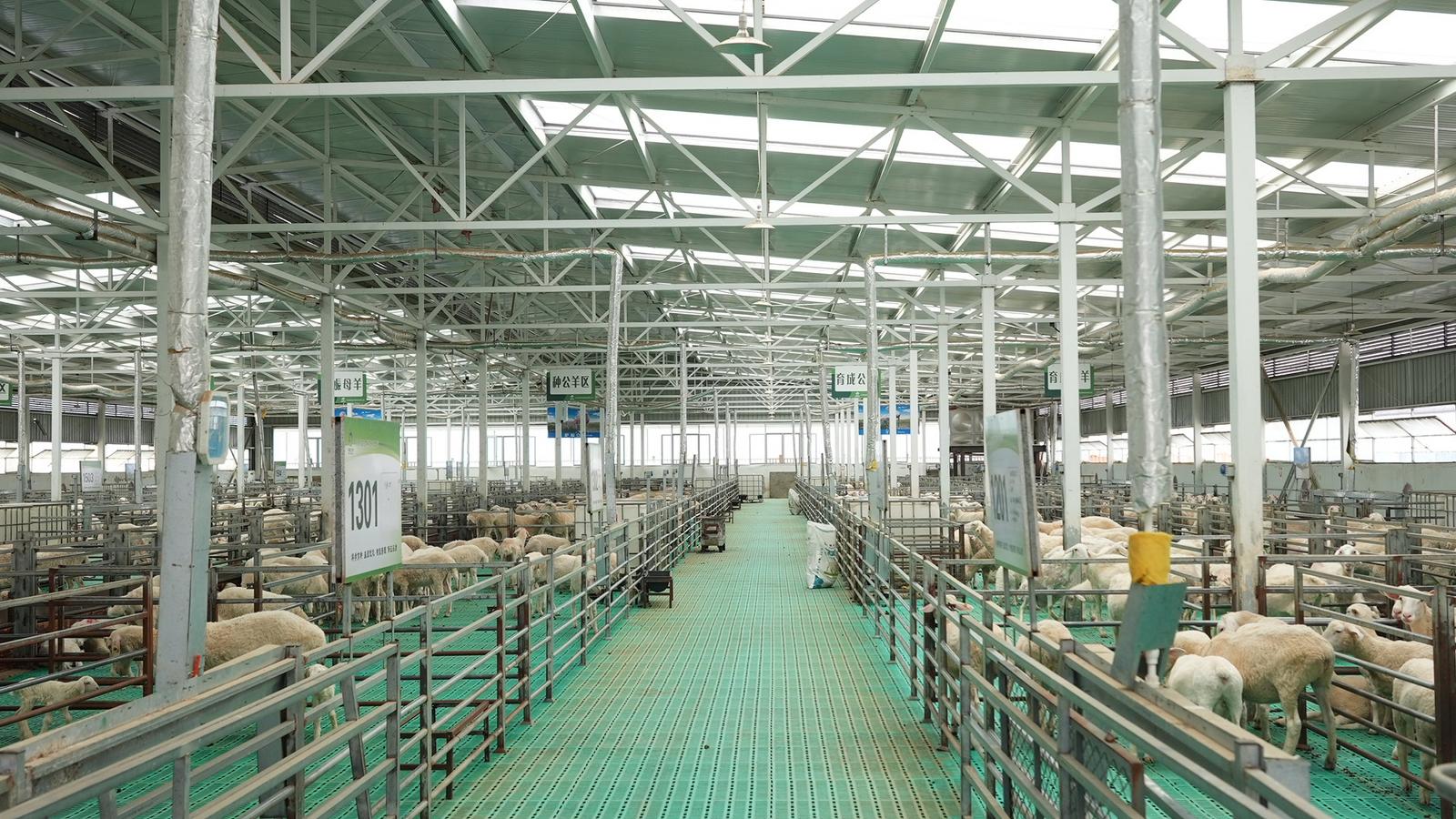 牵住“牛鼻子”，发展牛羊产业——永靖县全力推动牛羊产业发展