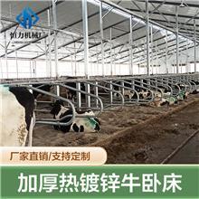 牛卧床的科学设计与牧场工程优化策略